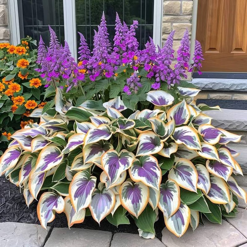 ⏰Last Day Promotion🔥Premium Rare Hosta Seeds🌿Shade-Tolerant Plant