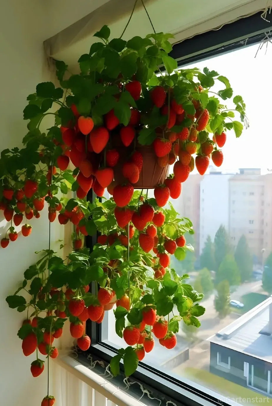 🍓Cream Giant Strawberry Seeds -- Various shapes & Natural juices🥤