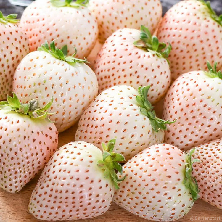 🍓Cream Giant Strawberry Seeds -- Various shapes & Natural juices🥤
