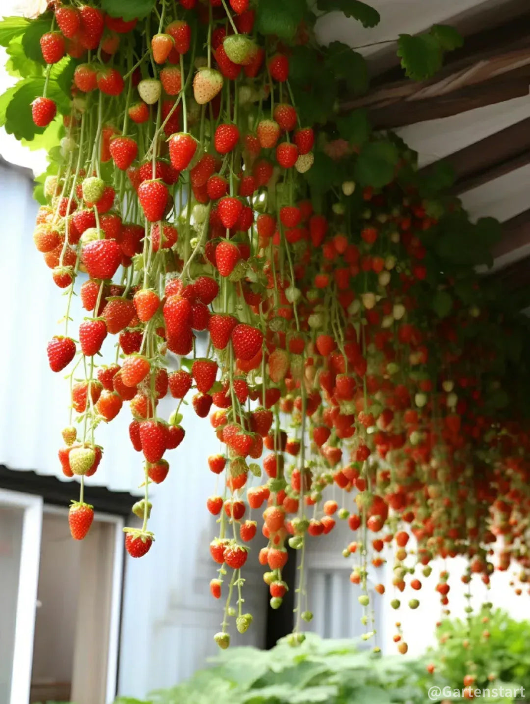 🍓Cream Giant Strawberry Seeds -- Various shapes & Natural juices🥤