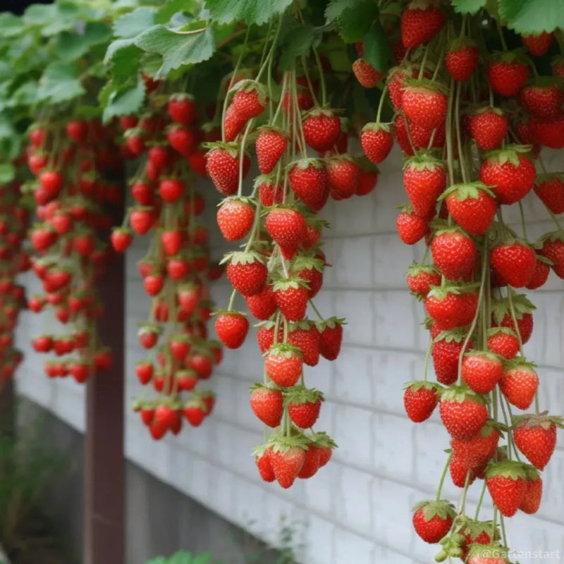 🍓Cream Giant Strawberry Seeds -- Various shapes & Natural juices🥤