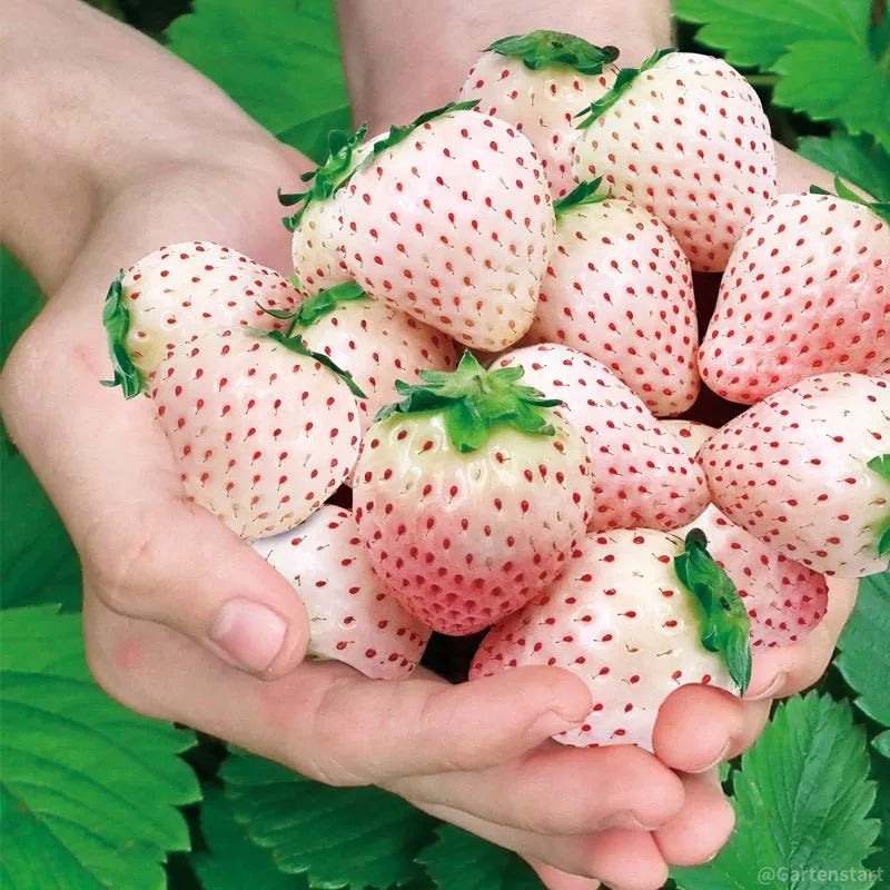 🍓Cream Giant Strawberry Seeds -- Various shapes & Natural juices🥤