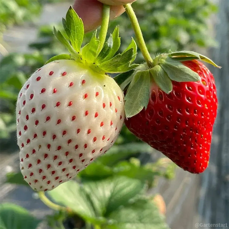🍓Cream Giant Strawberry Seeds -- Various shapes & Natural juices🥤