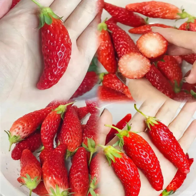 🍓Cream Giant Strawberry Seeds -- Various shapes & Natural juices🥤