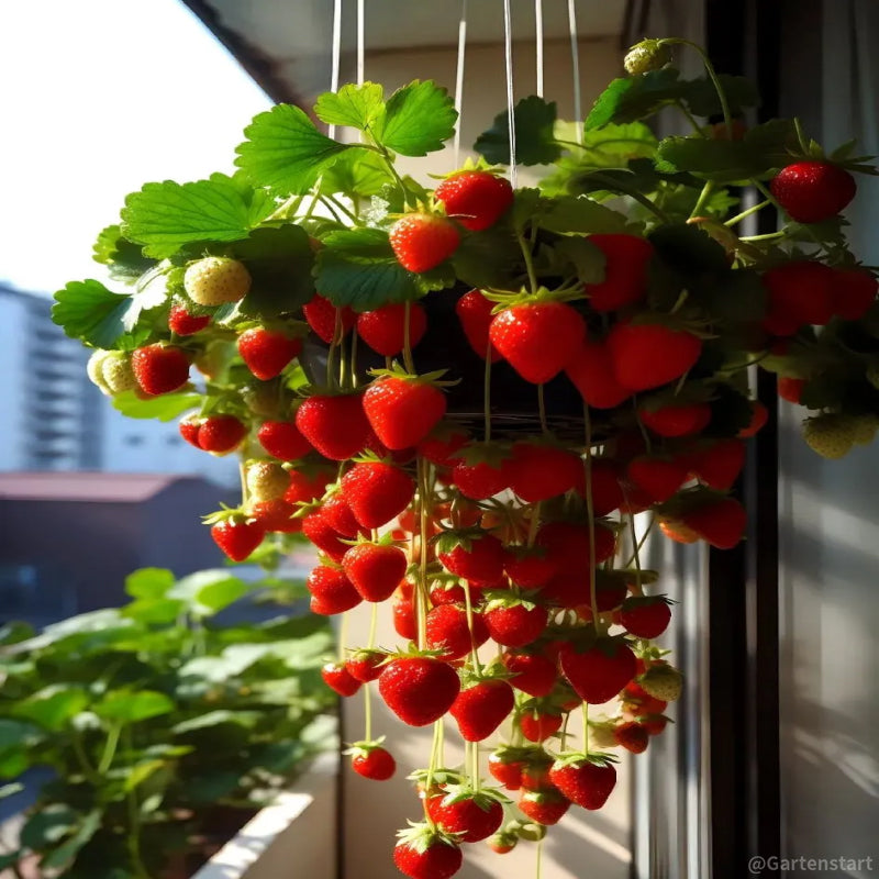 🍓Cream Giant Strawberry Seeds -- Various shapes & Natural juices🥤