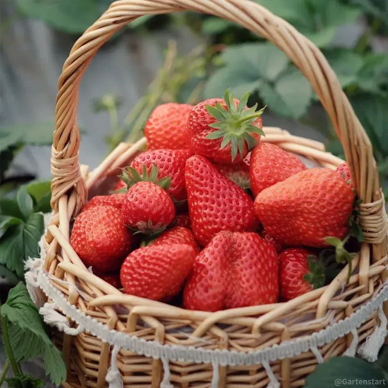🍓Cream Giant Strawberry Seeds -- Various shapes & Natural juices🥤