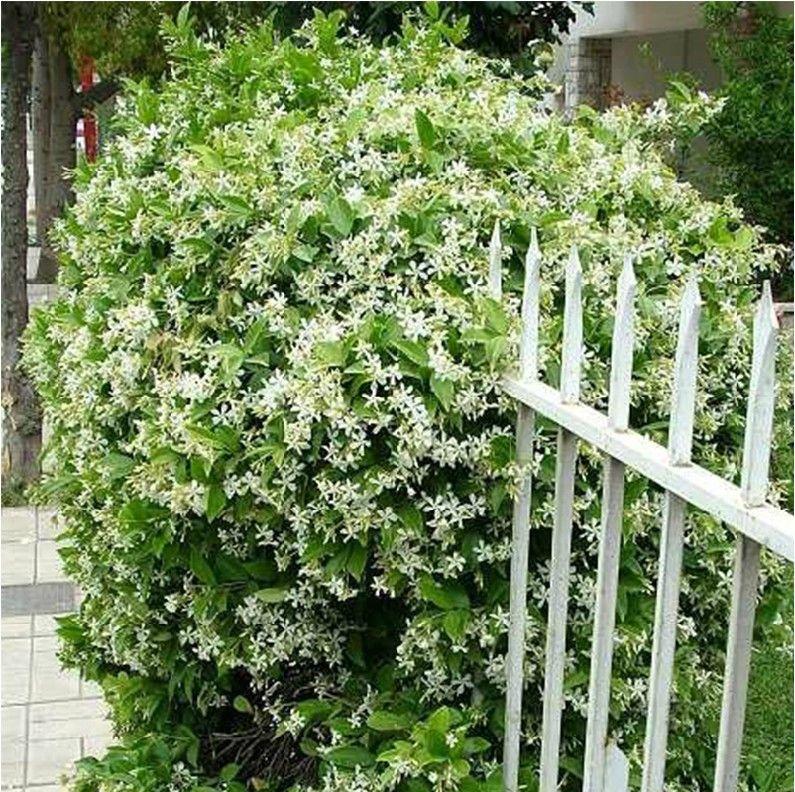 🌿Double Jasmine Seeds