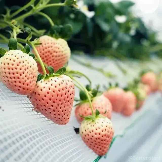 🍓Cream Giant Strawberry Seeds -- Various shapes & Natural juices🥤