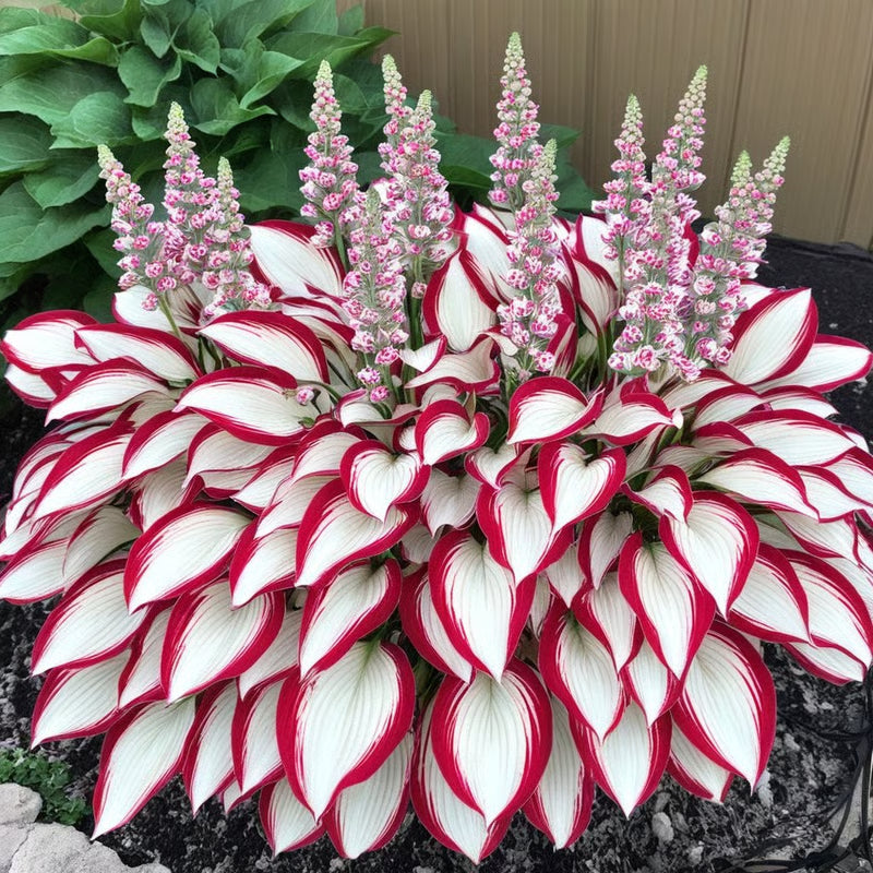 ⏰Last Day Promotion🔥Premium Rare Hosta Seeds🌿Shade-Tolerant Plant