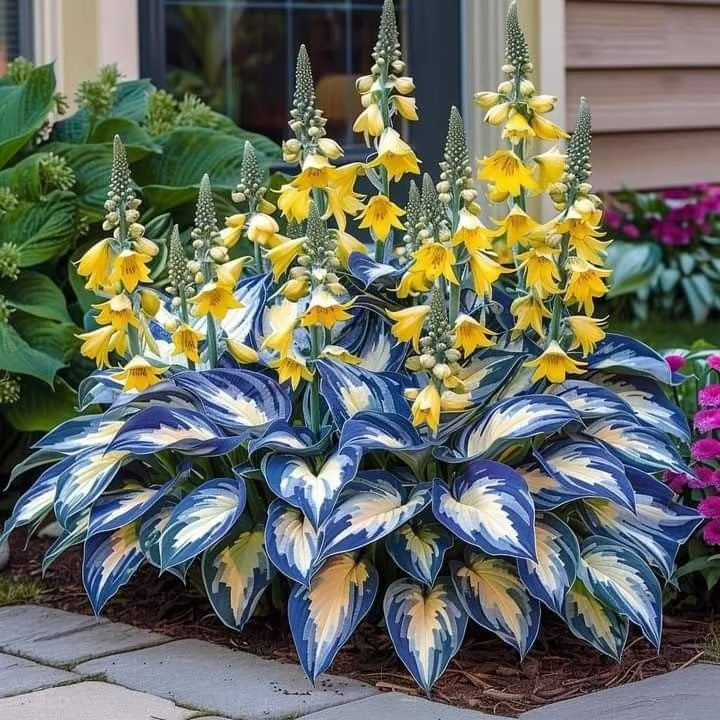 ⏰Last Day Promotion🔥Premium Rare Hosta Seeds🌿Shade-Tolerant Plant